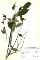 藏品(裏白漆)的圖片